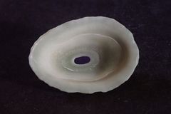 Fissurella virescens