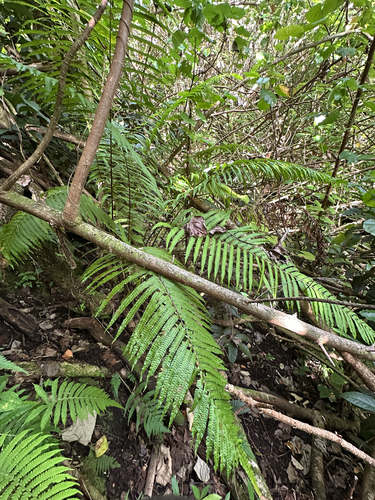 Reholttumia hudsoniana observed 2025-09-18