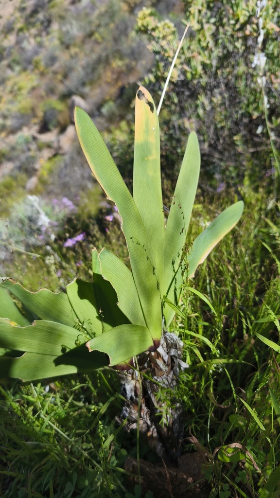 Strumaria speciosa