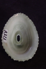 Fissurella virescens