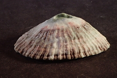 Fissurella virescens