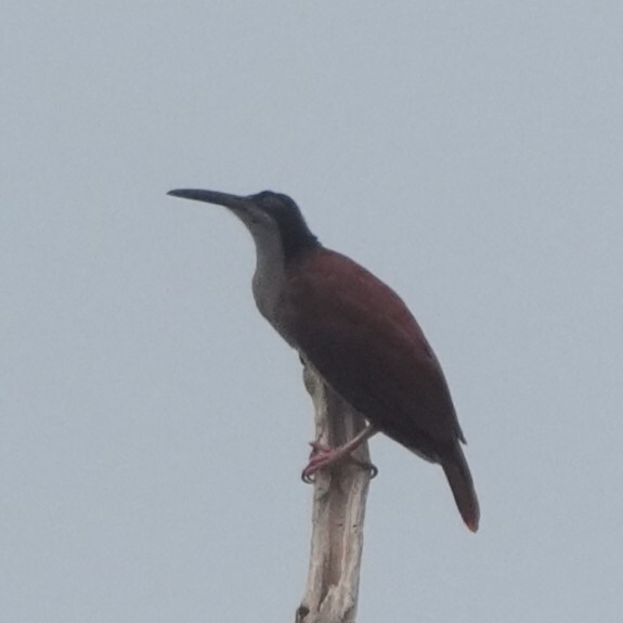 Twelve-wired Bird-of-paradise (Seleucidis melanoleucus), photo 1