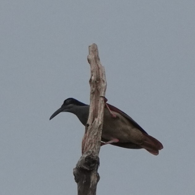 Twelve-wired Bird-of-paradise (Seleucidis melanoleucus), photo 2