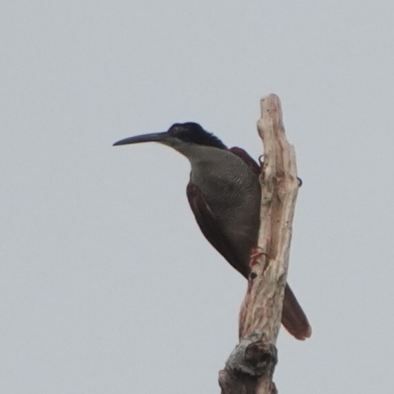 Twelve-wired Bird-of-paradise (Seleucidis melanoleucus), photo 3