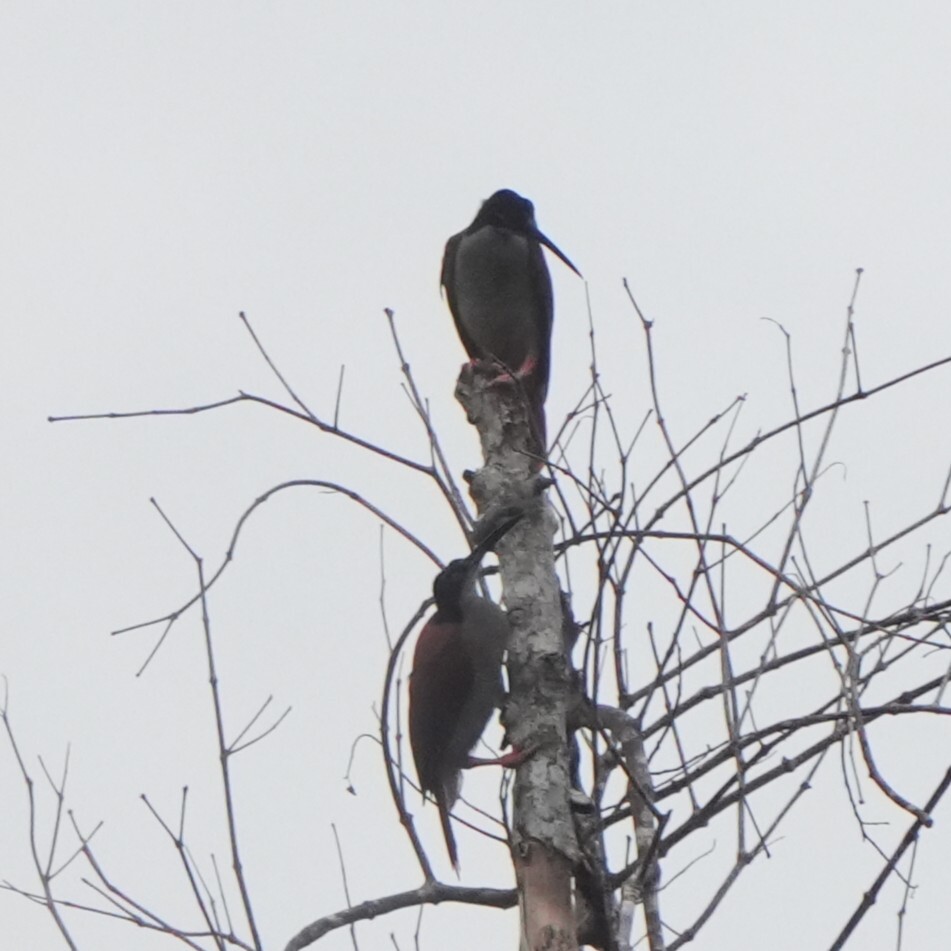 Twelve-wired Bird-of-paradise (Seleucidis melanoleucus), photo 4