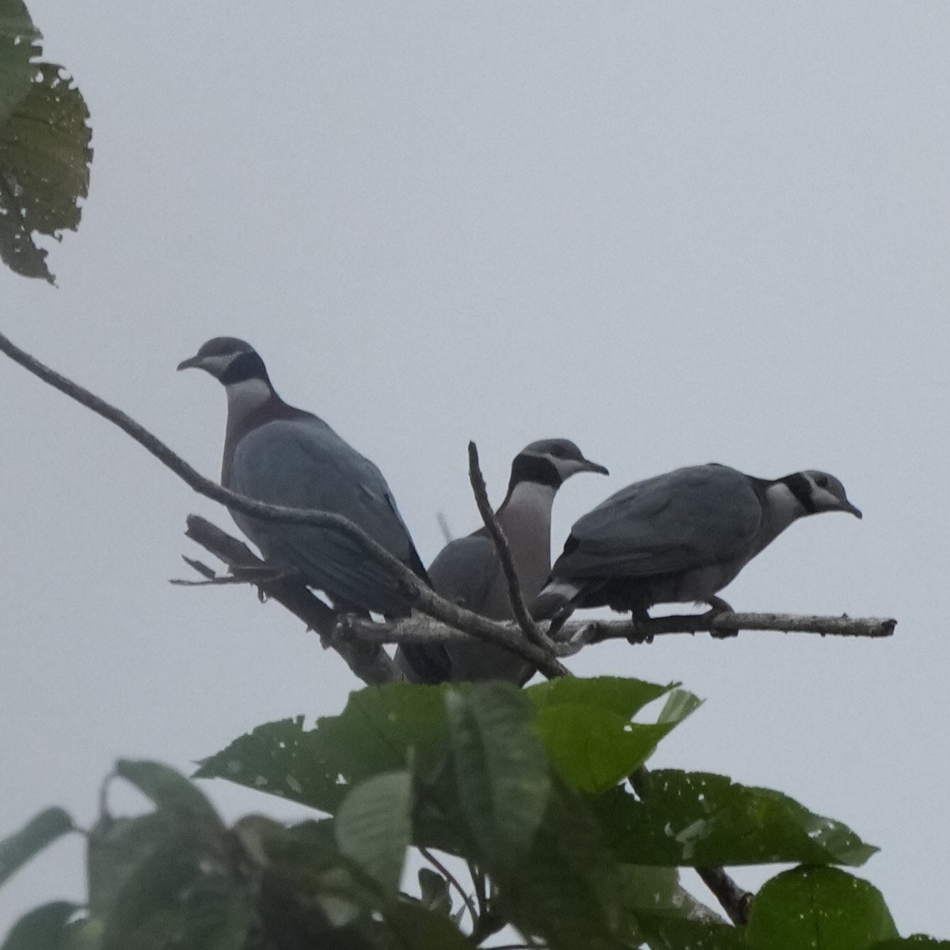 Collared Imperial Pigeon (Ducula mullerii), photo 2