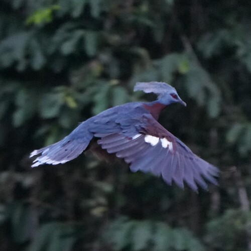 Sclater's Crowned Pigeon (Goura sclaterii), photo 4
