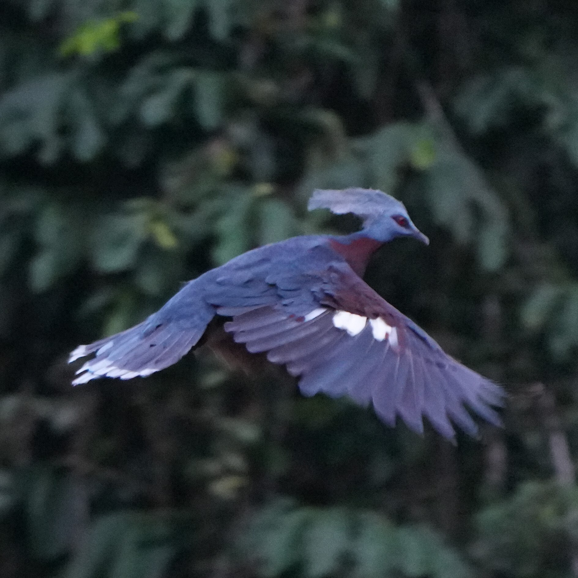 Sclater's Crowned Pigeon (Goura sclaterii), photo 2
