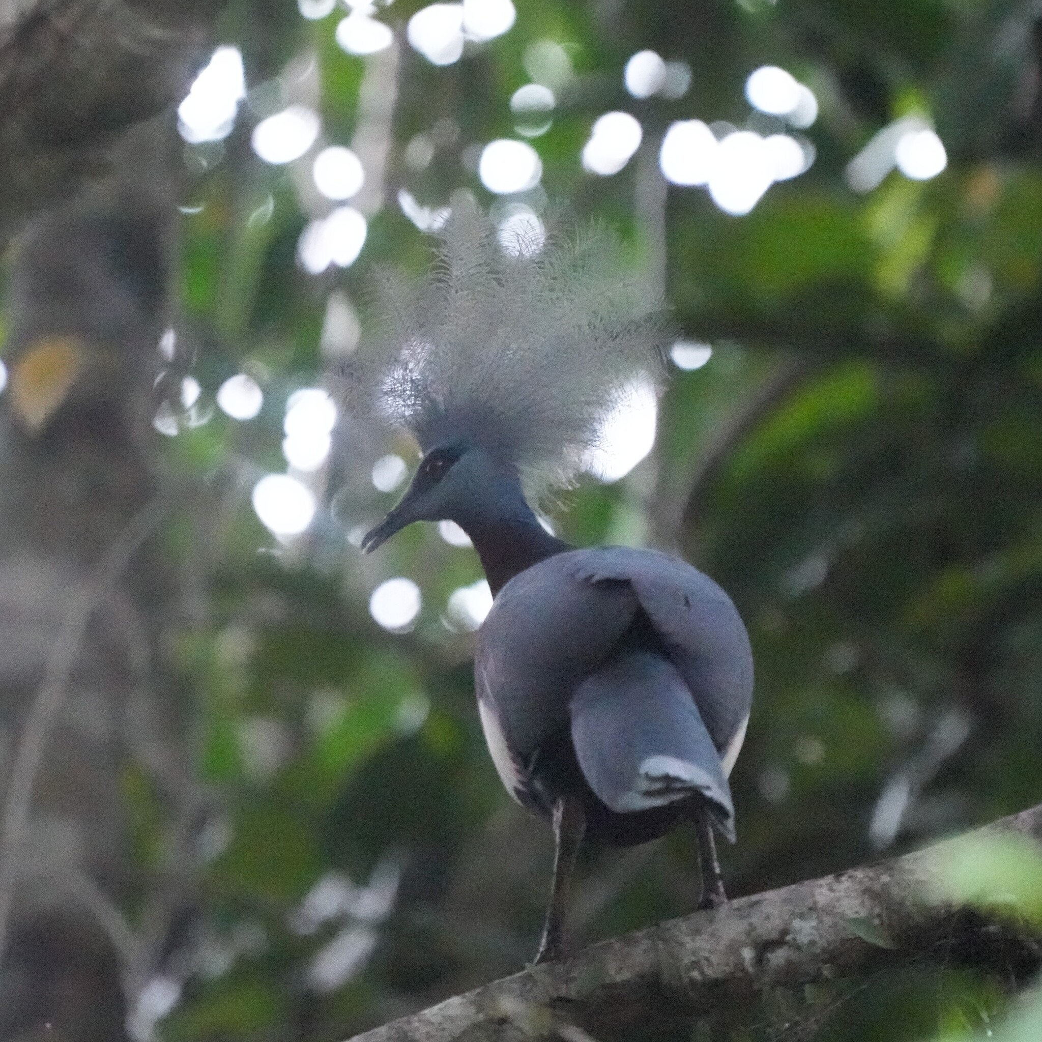 Sclater's Crowned Pigeon (Goura sclaterii), photo 1