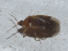 Amphiareus obscuriceps