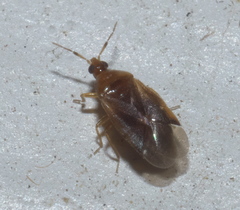 Amphiareus obscuriceps