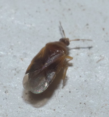 Amphiareus obscuriceps