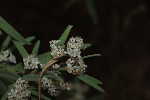 sal-leaved commersonia (Commersonia salviifolia)