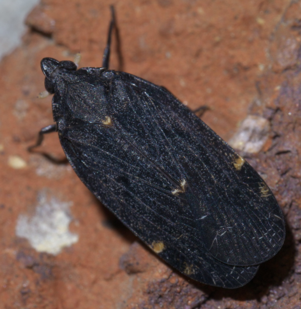 Cixidia opaca