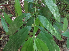 Lasianthus chlorocarpus