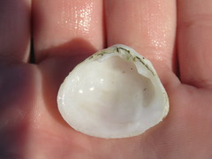 Cumingia californica