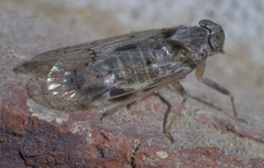 Melanoliarus aridus
