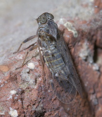 Melanoliarus aridus