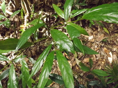 Lasianthus chlorocarpus