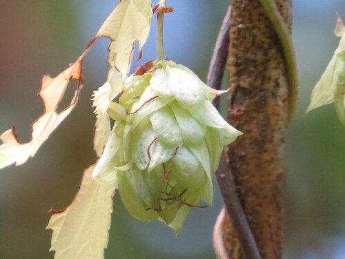 Humulus lupulus iNat (2)