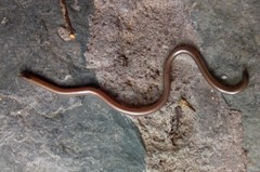 Epictia