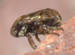 Clastoptera xanthocephala