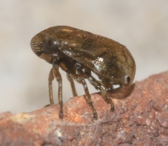 Clastoptera xanthocephala