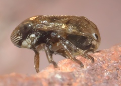 Clastoptera xanthocephala