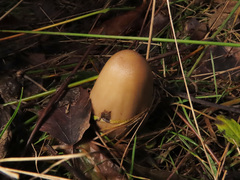 Coprinopsis acuminata