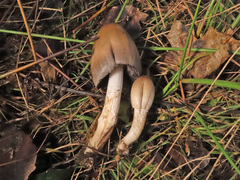 Coprinopsis acuminata