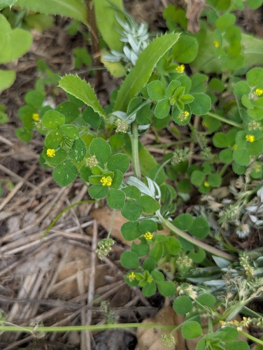 Black Medick