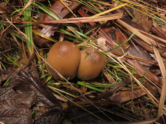 Coprinopsis acuminata