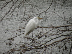 Ardea alba egretta