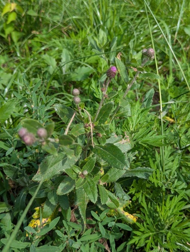 Cirsium arvense integrifolium