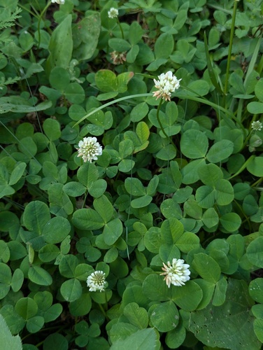 white clover