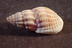 Tritia reticulata