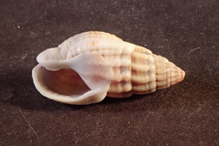 Tritia reticulata