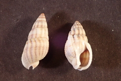 Tritia reticulata