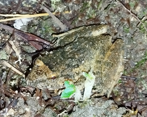 Red Stream Frog