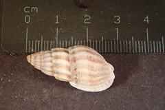 Tritia reticulata
