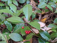 Ardisia japonica