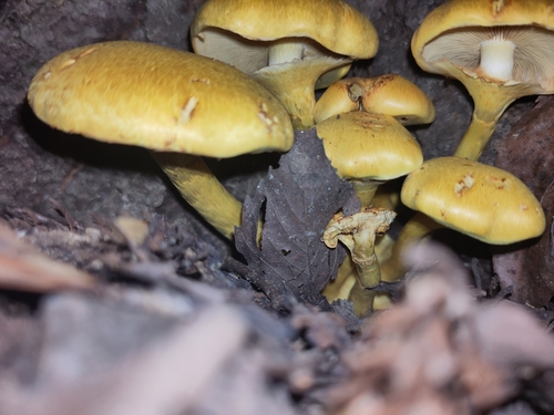 Gymnopilus