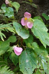 Begonia ravenii, photograph (c) 如此甚好, some rights reserved (CC BY)