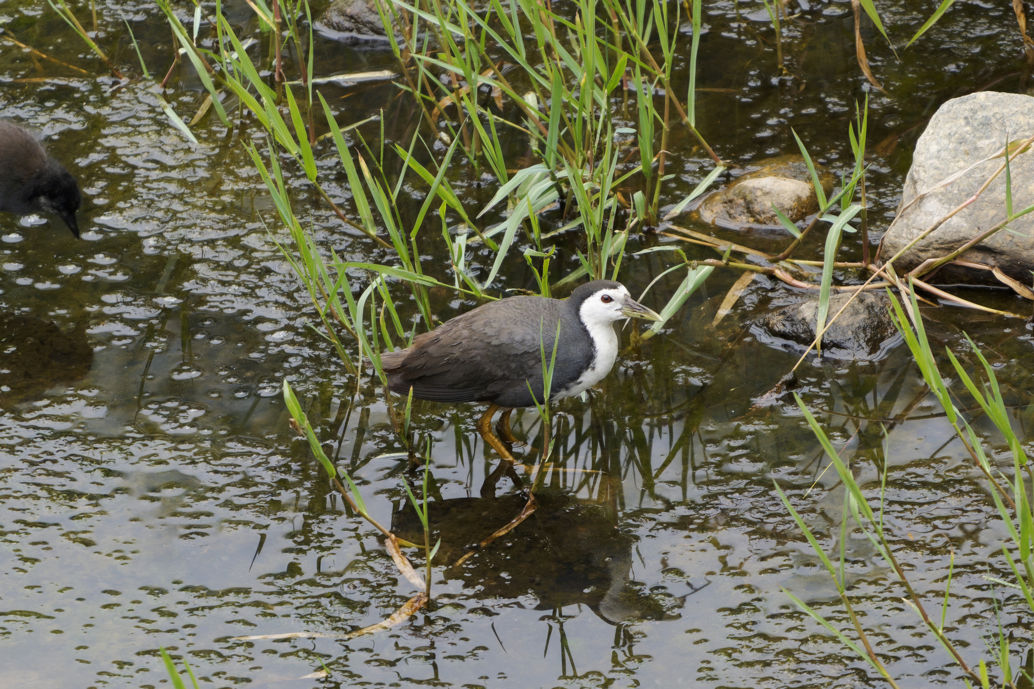 White-breasted Waterhen