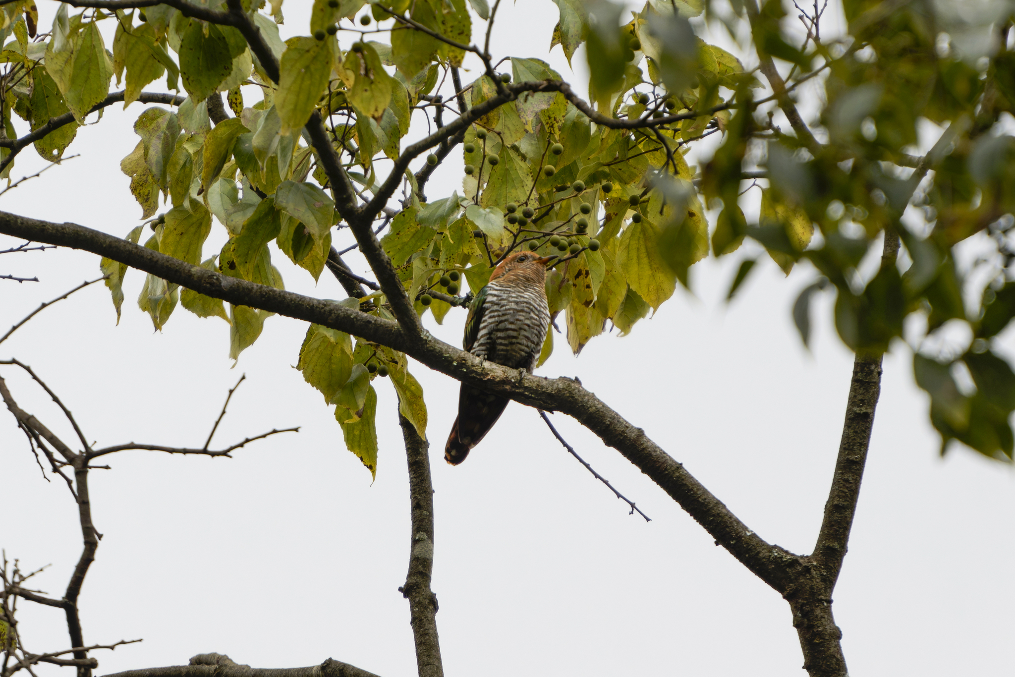 Asian Emerald Cuckoo
