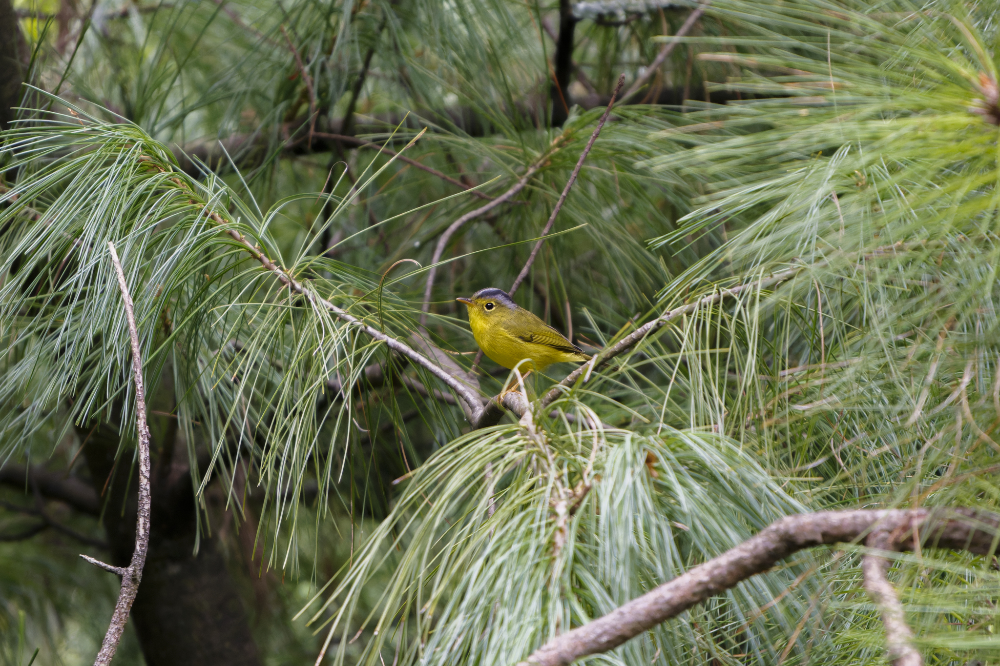 Grey-crowned Warbler