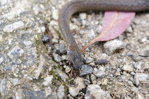 Tonkin Keelback