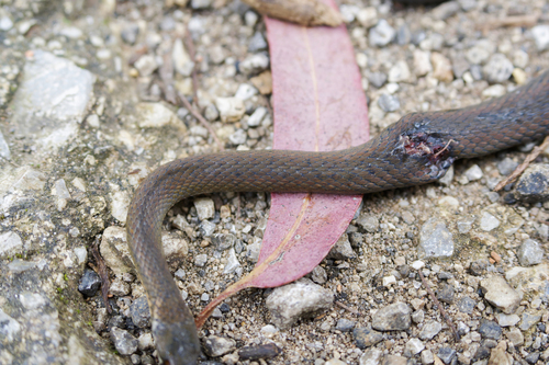 Tonkin Keelback