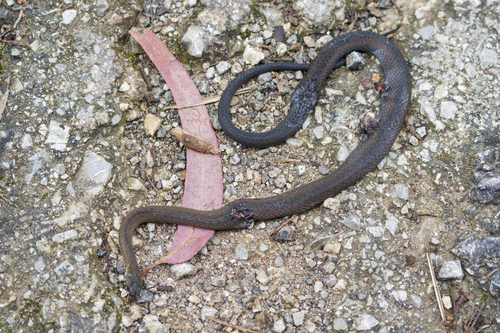 Tonkin Keelback