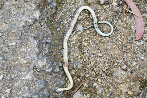 Tonkin Keelback